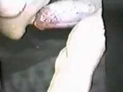 Kinky wife sucking a dog cock in dog xxx tube